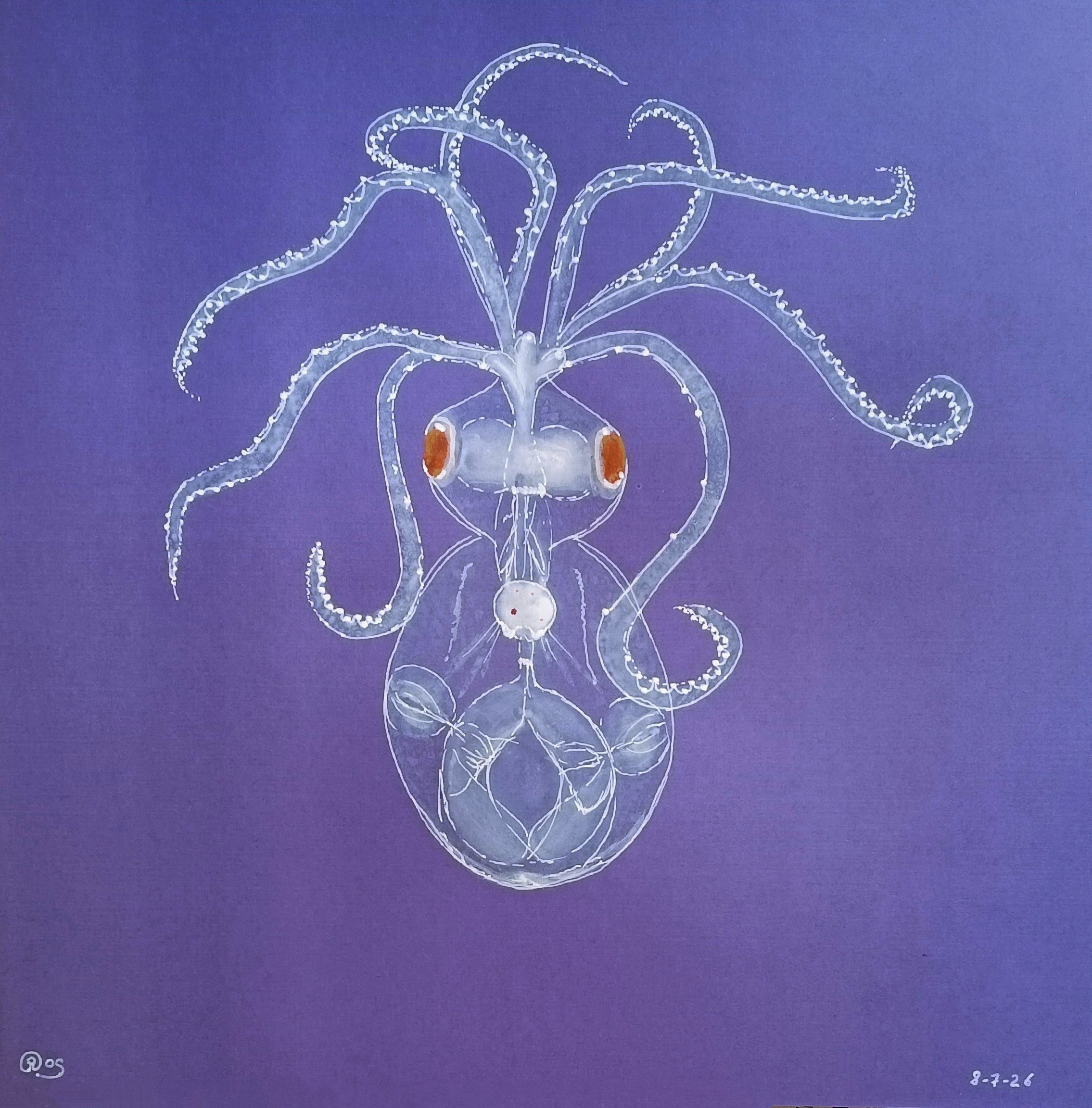pulpo-medusa