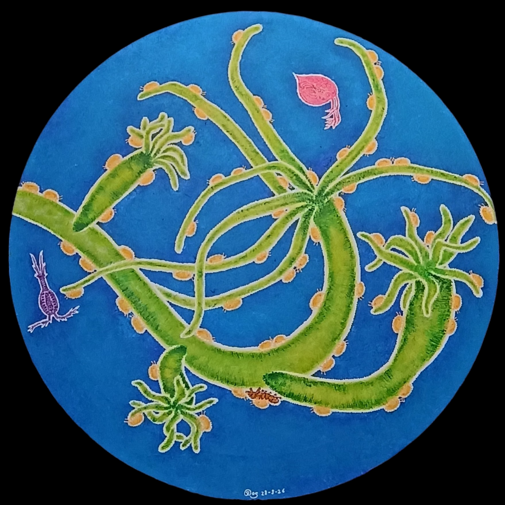 hydra